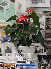 Blume (Detail) aus: Anna Oppermann Hausfrau sein, Berlin 2020  Foto: Hannes Kater 